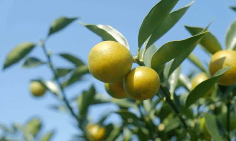 綠色的小橘子很甜是什么品種的