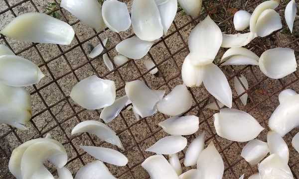 新鮮百合能直接曬干,百合花苞發(fā)干為什么呢圖7