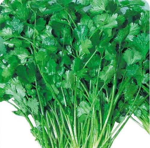 芫荽跟香菜的區別