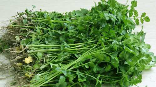 芫荽和香菜的區別香菜為什么叫芫荽