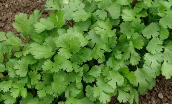 芫荽和香菜有什么區別,芫荽跟香菜的區別圖3