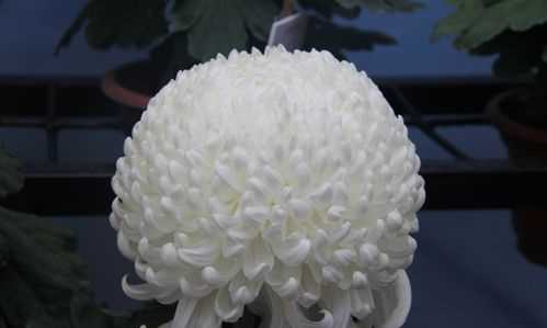 菊花飄香的寓意