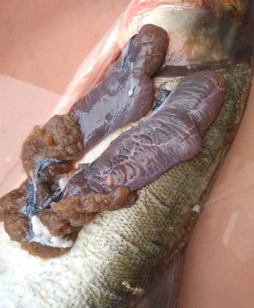 魚(yú)鰓里面白色像彈簧是什么