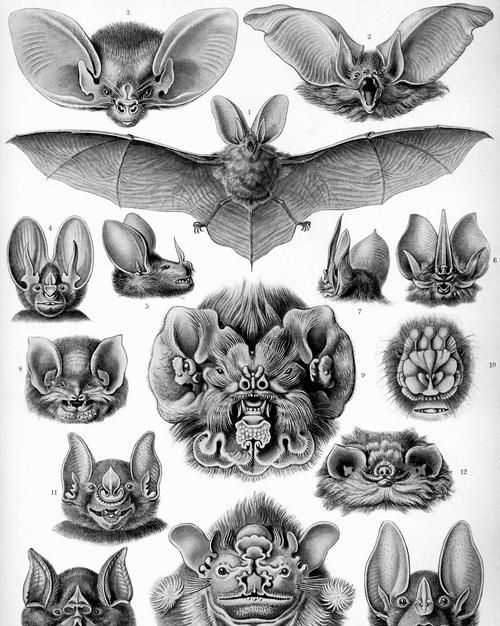 蝙蝠象征著(zhù)什么四字詞語(yǔ)