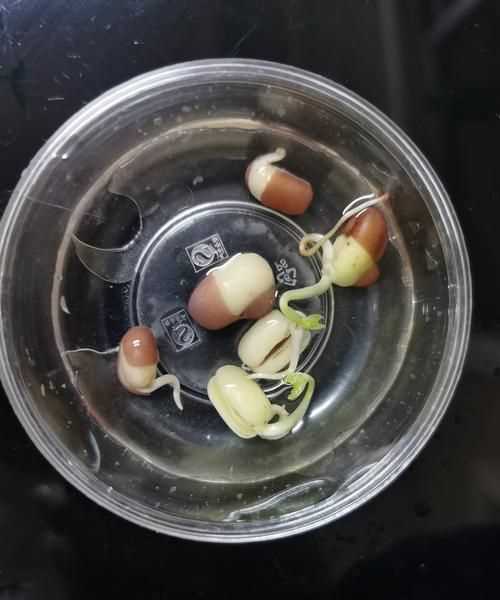 紅豆剛長(cháng)了一點(diǎn)芽還能吃嗎