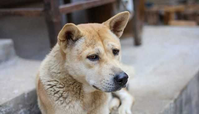蜱蟲(chóng)怕什么藥和氣味，蜱蟲(chóng)死死咬在狗狗身上，要怎么取下來(lái)？圖1