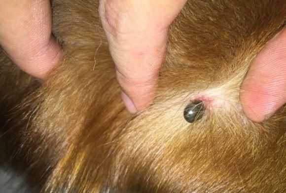 蜱蟲(chóng)怕什么藥和氣味，蜱蟲(chóng)死死咬在狗狗身上，要怎么取下來(lái)？圖2