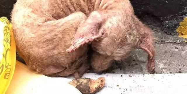 蜱蟲(chóng)怕什么藥和氣味，蜱蟲(chóng)死死咬在狗狗身上，要怎么取下來(lái)？圖3