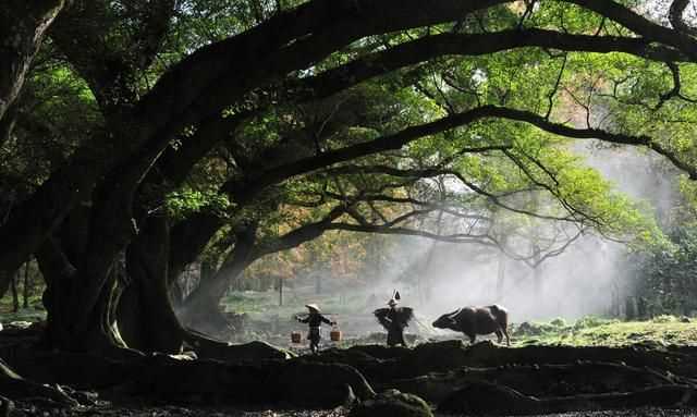 石牛山索道多少米，德化石牛山索道長(cháng)度在國內排第幾？圖13