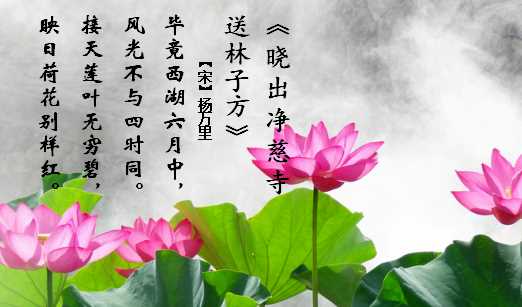 接天蓮葉無(wú)窮碧的下一句,接天蓮葉無(wú)窮碧下一句是什么圖4