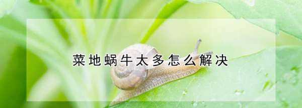 菜地里的蝸牛怎么除掉,菜地里的蝸牛如何消滅掉視頻圖4