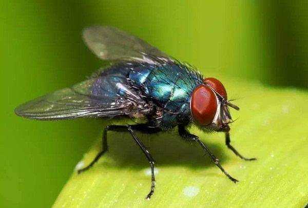 蟑螂存在的意義,夢(mèng)見(jiàn)蒼蠅和蟑螂是什么意思圖1