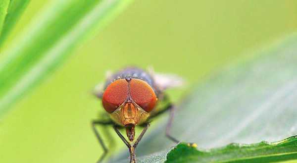 蟑螂存在的意義,夢(mèng)見(jiàn)蒼蠅和蟑螂是什么意思圖2