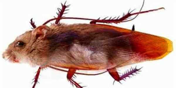 蟑螂存在的意義,夢(mèng)見(jiàn)蒼蠅和蟑螂是什么意思圖4