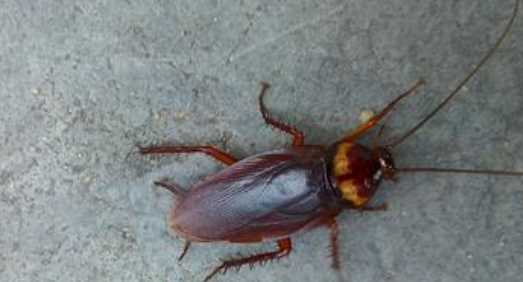 蟑螂存在的意義,夢(mèng)見(jiàn)蒼蠅和蟑螂是什么意思圖5