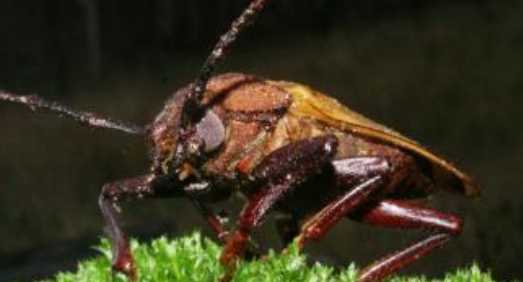 蟑螂存在的意義,夢(mèng)見(jiàn)蒼蠅和蟑螂是什么意思圖7