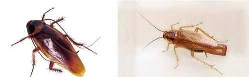 蟑螂存在的意義