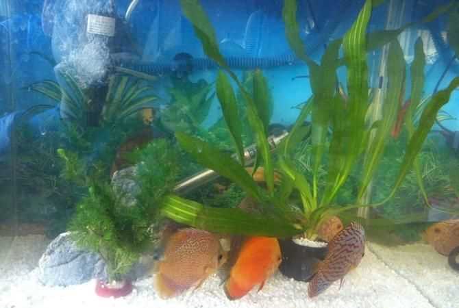 孔雀魚(yú)扎堆一個(gè)角落是什么原因