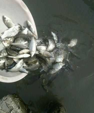 魚(yú)缸里魚(yú)扎堆怎么回事