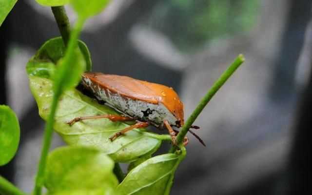 杯子放久了有異味怎么辦，杯子放久了里面有臭屁蟲(chóng)，怎么弄才可以清洗干凈？圖1