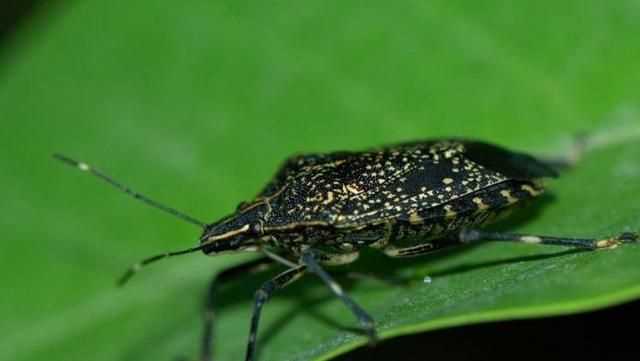 杯子放久了有異味怎么辦，杯子放久了里面有臭屁蟲(chóng)，怎么弄才可以清洗干凈？圖2