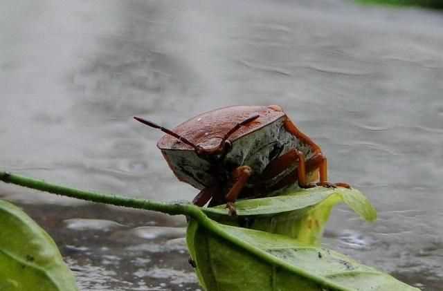 杯子放久了有異味怎么辦，杯子放久了里面有臭屁蟲(chóng)，怎么弄才可以清洗干凈？圖3