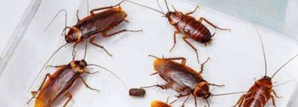 蚊香對蟑螂有效,蚊香對蟑螂有效嗎圖2