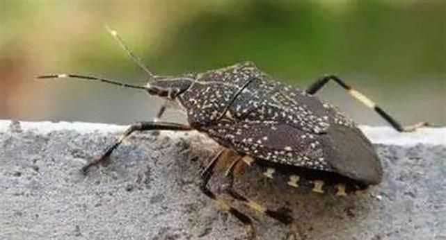 13樓老是有放屁蟲(chóng)怎么回事