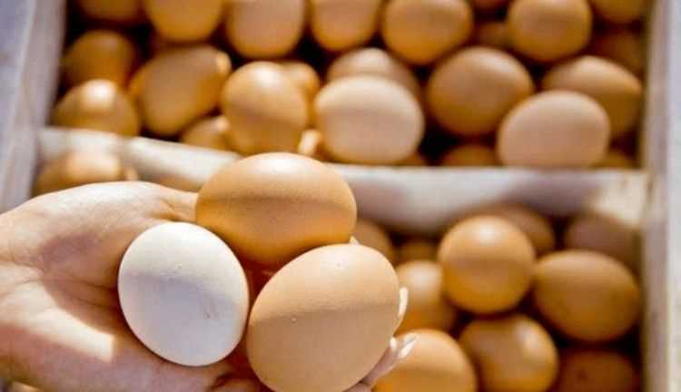 雞蛋為什么是白色的殼