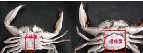 螃蟹有黃的是公還是母，螃蟹肚子里怎么有兩種黃色,一種是淡黃軟軟得,一種是橘黃有點(diǎn)發(fā)硬？圖10