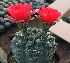 電腦旁邊放的仙人球，真能防輻射嗎