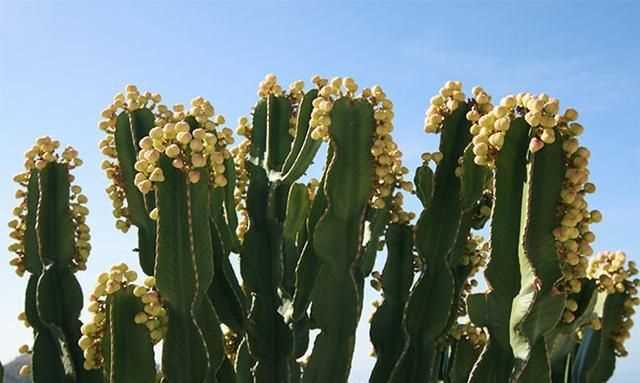 電腦旁邊放仙人掌能防輻射嗎，電腦旁邊放的仙人球，真能防輻射嗎？圖2