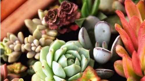 電腦旁邊放仙人掌能防輻射嗎，電腦旁邊放的仙人球，真能防輻射嗎？圖4