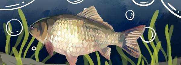 夏天釣鯽魚(yú)用哪些餌料配方,夏天釣鯽魚(yú)最佳餌料配方圖1