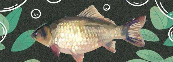 夏天釣鯽魚(yú)用哪些餌料配方,夏天釣鯽魚(yú)最佳餌料配方圖2