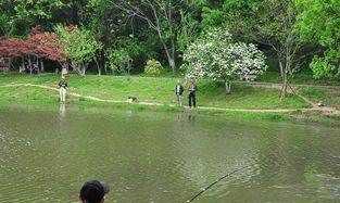 夏天釣鯽魚(yú)用哪些餌料配方,夏天釣鯽魚(yú)最佳餌料配方圖4