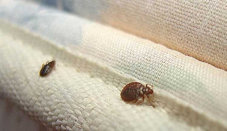 開(kāi)燈睡覺(jué)臭蟲(chóng)還會(huì )出來(lái)嗎,床上的臭蟲(chóng)開(kāi)著(zhù)燈它會(huì )出來(lái)