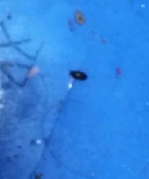 開(kāi)燈睡覺(jué)臭蟲(chóng)還會(huì )出來(lái)嗎