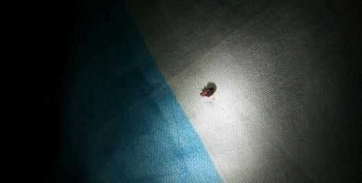 房間里有好多臭蟲(chóng)是咋回事啊