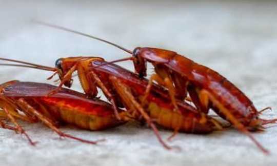 為什么家里突然有蟑螂,家里為什么會(huì )突然出現蟑螂圖1