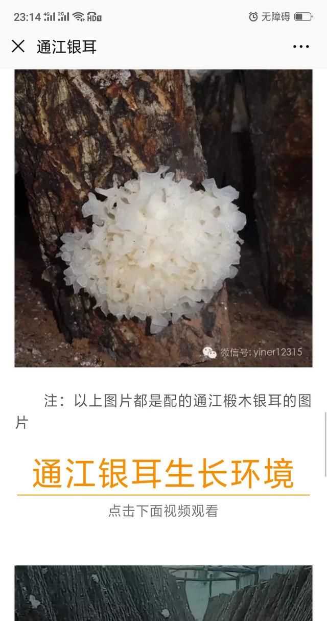 隔夜的白木耳能吃嗎，煮好的白木耳和蓮子放冰箱過(guò)夜能吃嗎？圖8