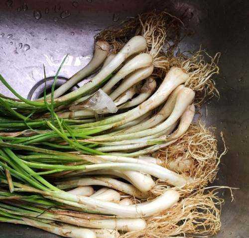 蕌頭如何腌制,農民種植水稻的過(guò)程圖5