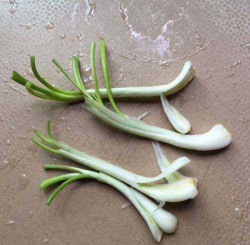 蕌頭如何腌制,農民種植水稻的過(guò)程圖7