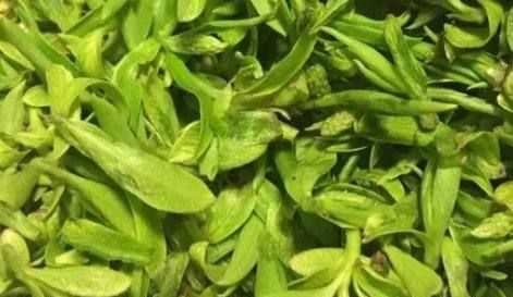 柳樹(shù)芽怎么吃,柳樹(shù)芽怎么做好吃,長(cháng)期吃可以嗎?圖1