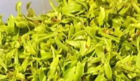 柳樹(shù)芽怎么吃,柳樹(shù)芽怎么做好吃,長(cháng)期吃可以嗎?圖2