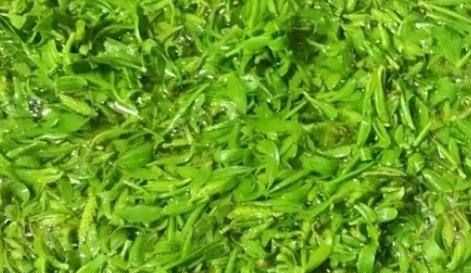 柳樹(shù)芽怎么吃,柳樹(shù)芽怎么做好吃,長(cháng)期吃可以嗎?圖3