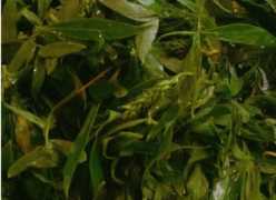 柳樹(shù)芽怎么吃,柳樹(shù)芽怎么做好吃,長(cháng)期吃可以嗎?圖10