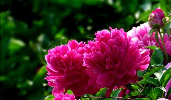 大芍藥花,芍藥花的養殖方法和注意事項圖5