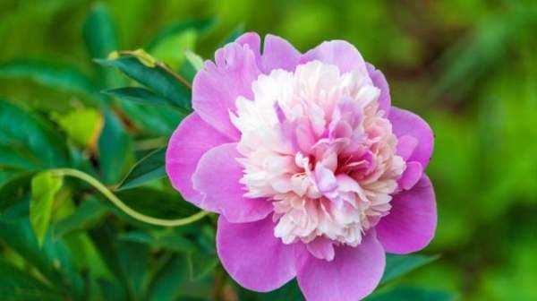 大芍藥花,芍藥花的養殖方法和注意事項圖6