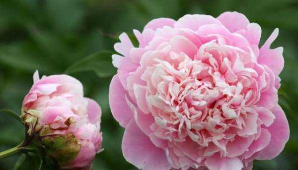 大芍藥花,芍藥花的養殖方法和注意事項圖7